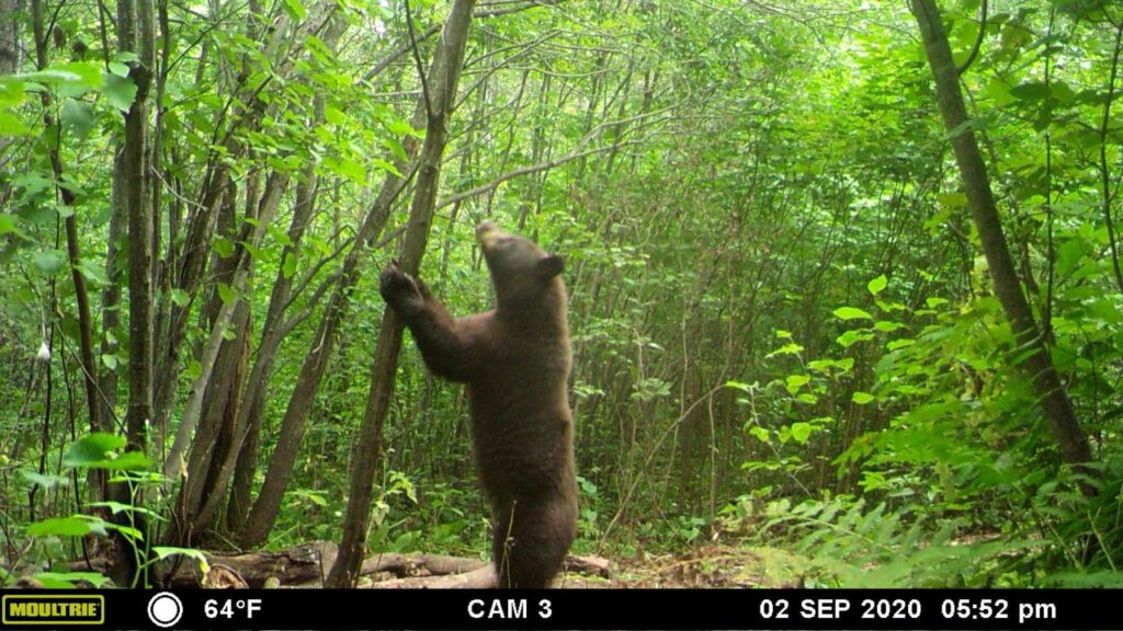 Black Bear Hunting Minnesota